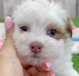 Havapoo Puppies For Sale - Windy City Pups